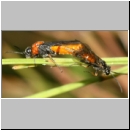 Dolerus germanicus - Blattwespe 12a 8mm Paarung.jpg